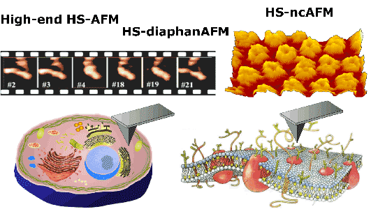 Development of high-speed microscopy capable of capturing fine structures of live cells 